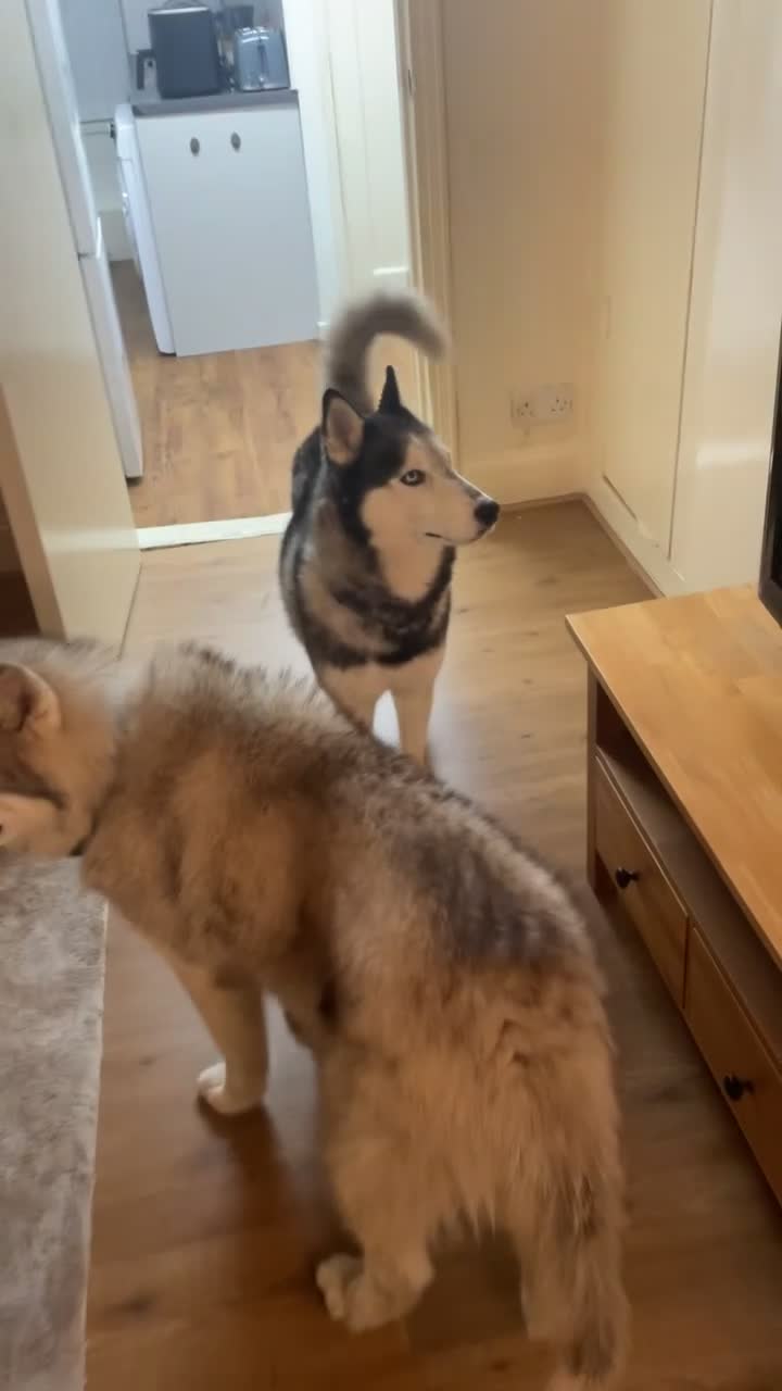 Siberian Husky dogs for sale: two huskies for rehoming aged 11&8 - Video 1
