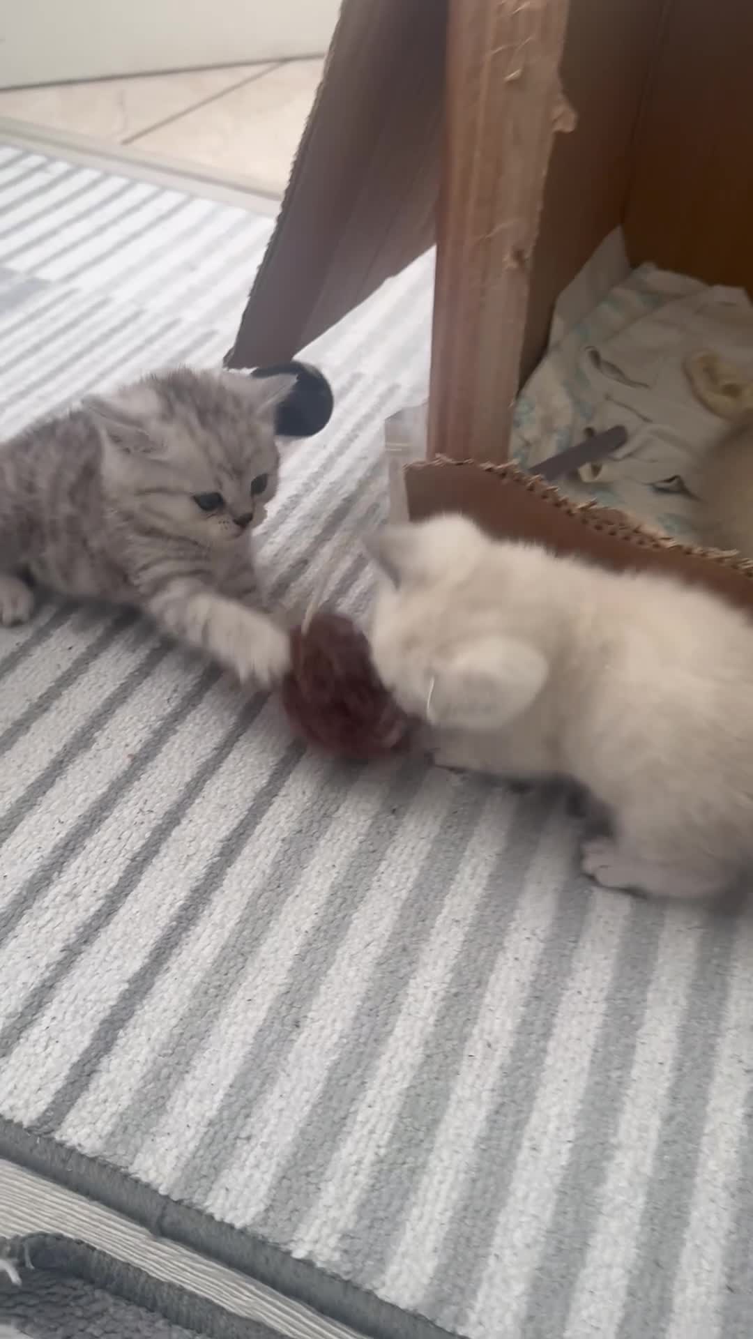 Mixed Breed cats for sale: Scottish Fold × British Shorthair Kittens - Video 1