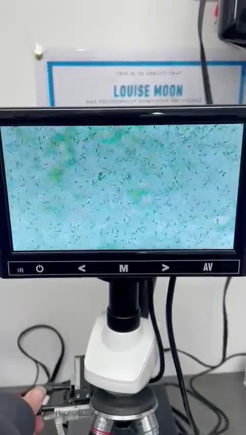 Maltese dogs for stud:  KC Maltese stud Korean line  in Derby - Video 3