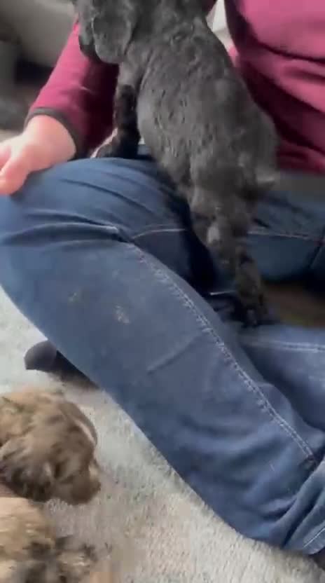 Cocker Spaniel dogs for sale: COCKER SPANIEL PUPS  ( SOLD ) - Video 1