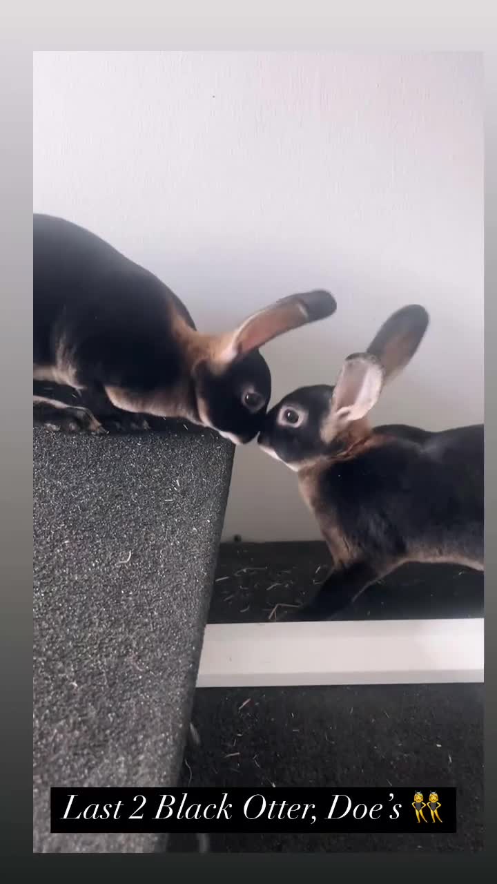 Rex rabbits for sale: Last Rex baby Bunny’s looking for loving homes  - Video 2