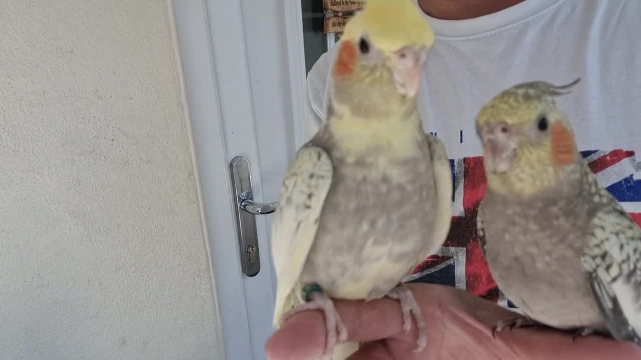 Cockatiels birds for sale: Super Silly hand tamed baby cockatiel - Video 4