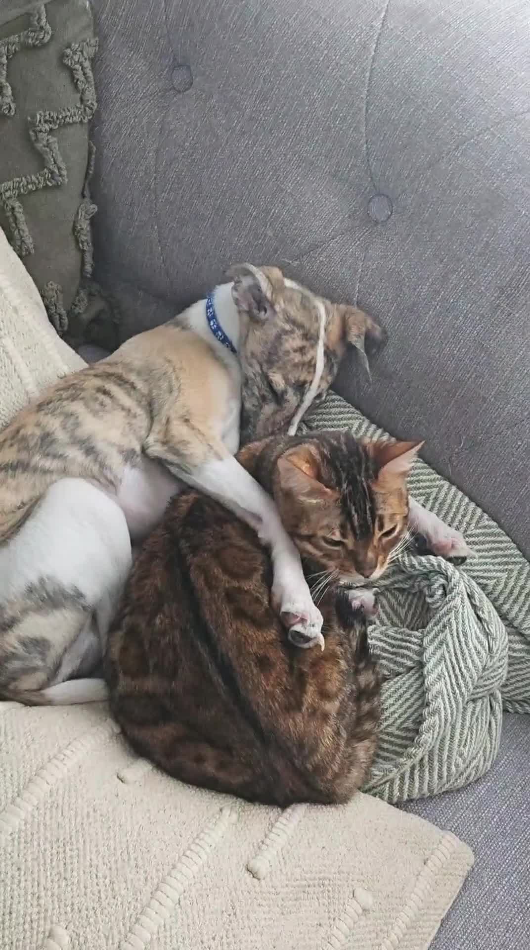 Bengal cats for sale: Mother and daughter bengal for rehoming  - Video 2