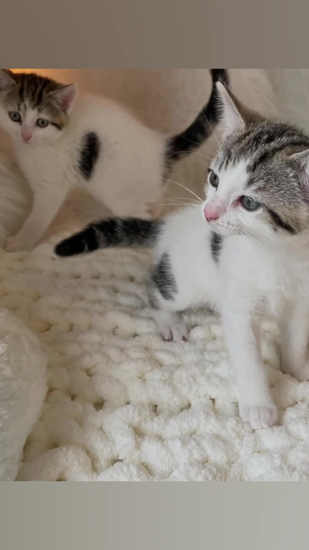 British Shorthair cats for sale: Beautiful Fluffy Kitten.  - Video 1