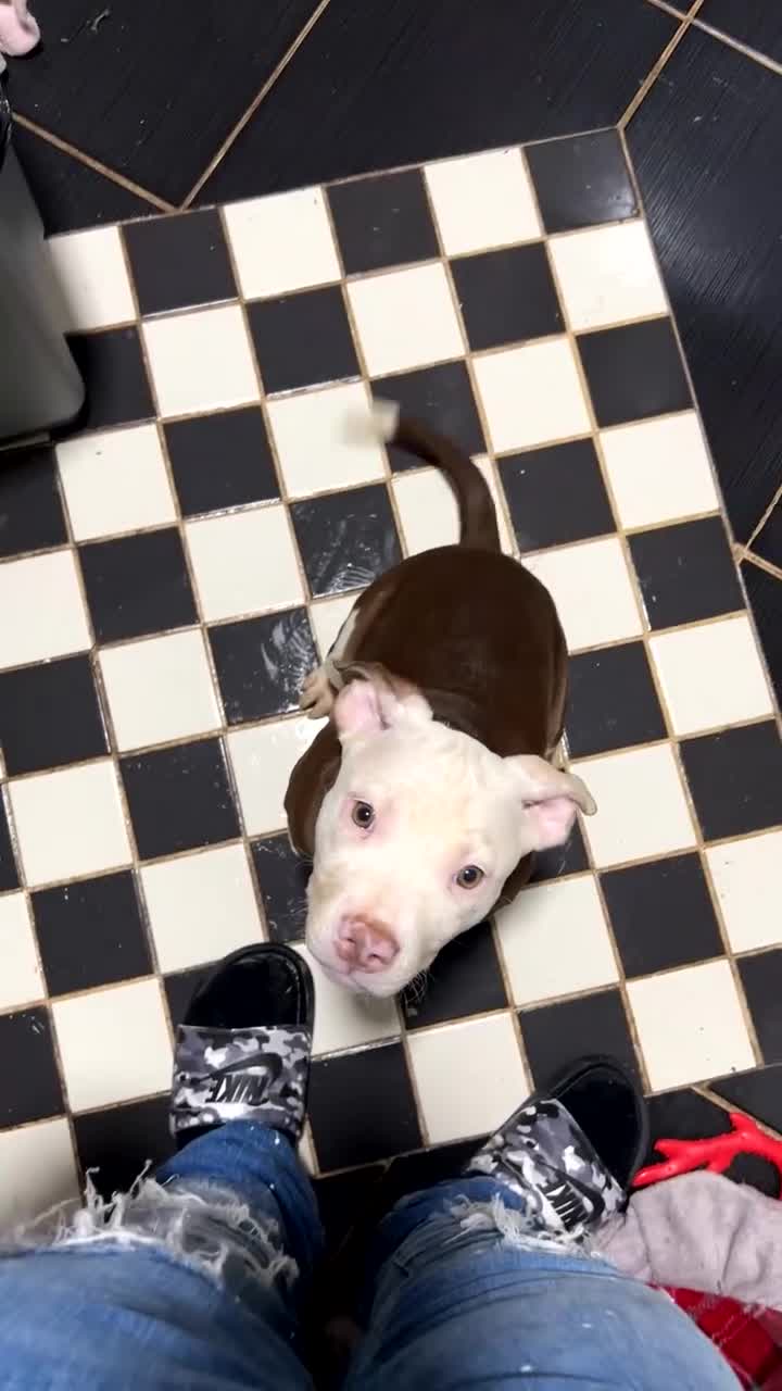 Mixed Breed dogs for sale: Mixed breed pups  - Video 1