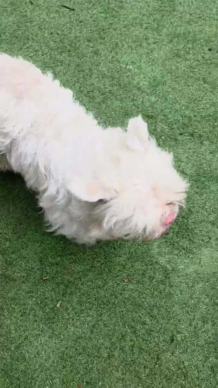 Mixed Breed dogs for stud: Pink Merle Floodle for Stud in Batley - Video 1