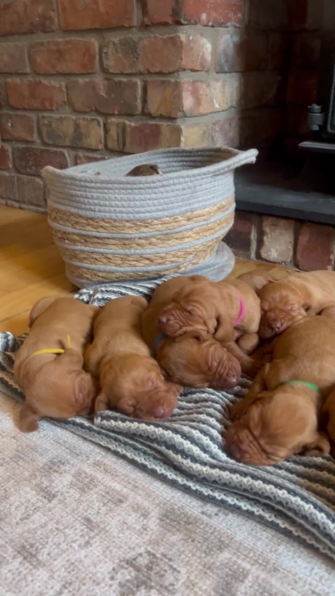 Hungarian Vizsla dogs for sale: Hungarian Vizsla Puppies  - Video 1