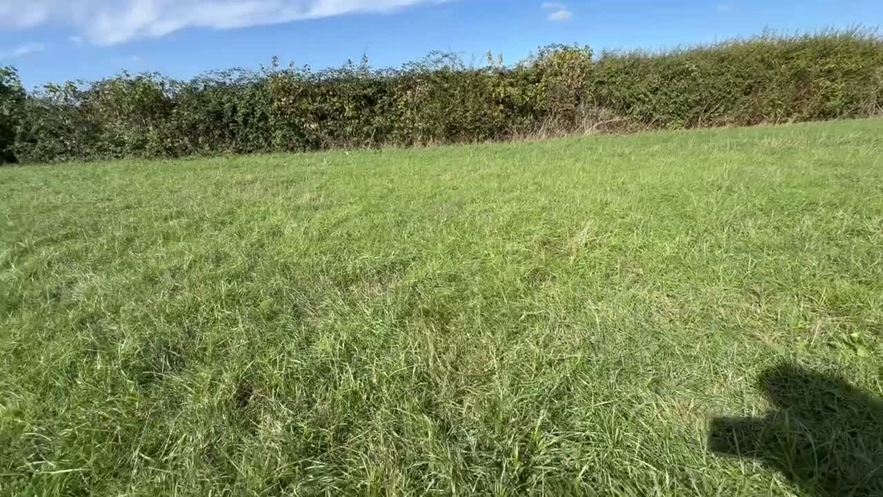 French Bulldog dogs for sale: Brindle female kennel club reg adult available  - Video 1