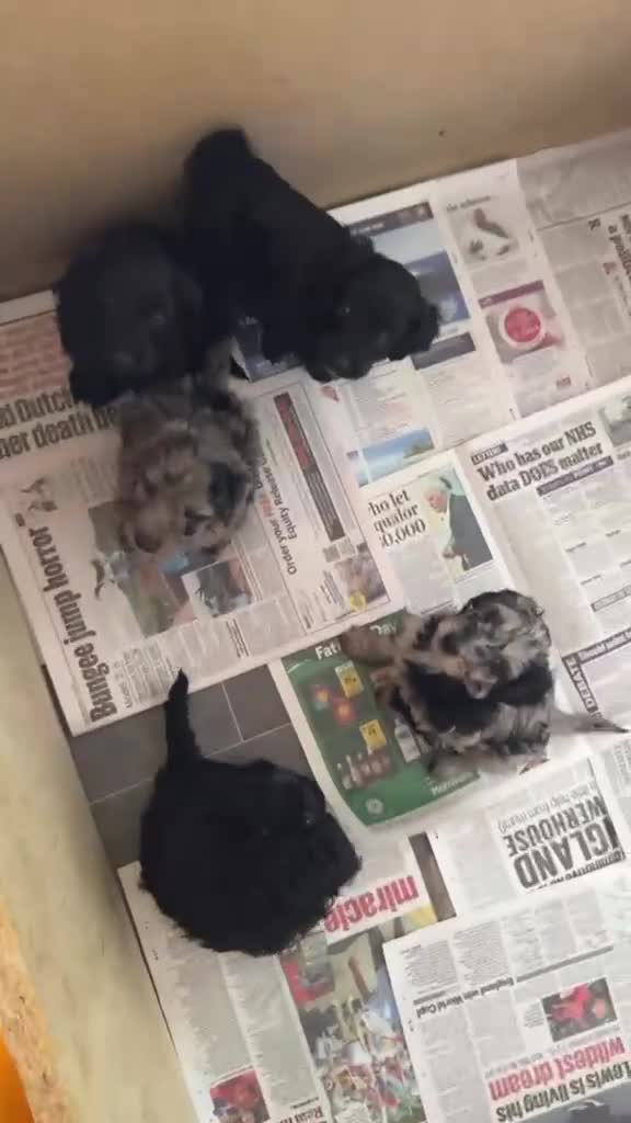 Cockapoo dogs for sale: Beautiful F1b cockapoo puppies  - Video 1