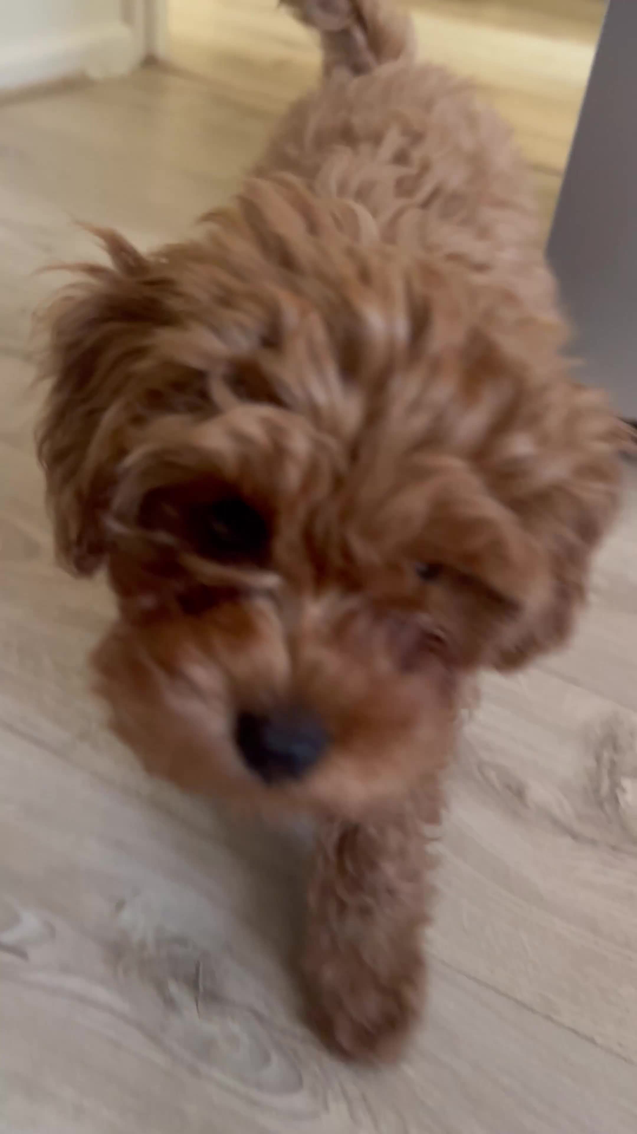 Cavapoo dogs for sale: REHOME  - Video 1