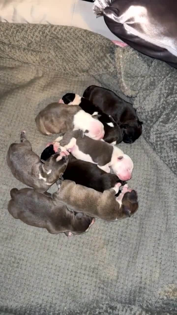Staffordshire Bull Terrier dogs for sale: Chunky Staffordshire bull terrier puppies for sale - Video 3
