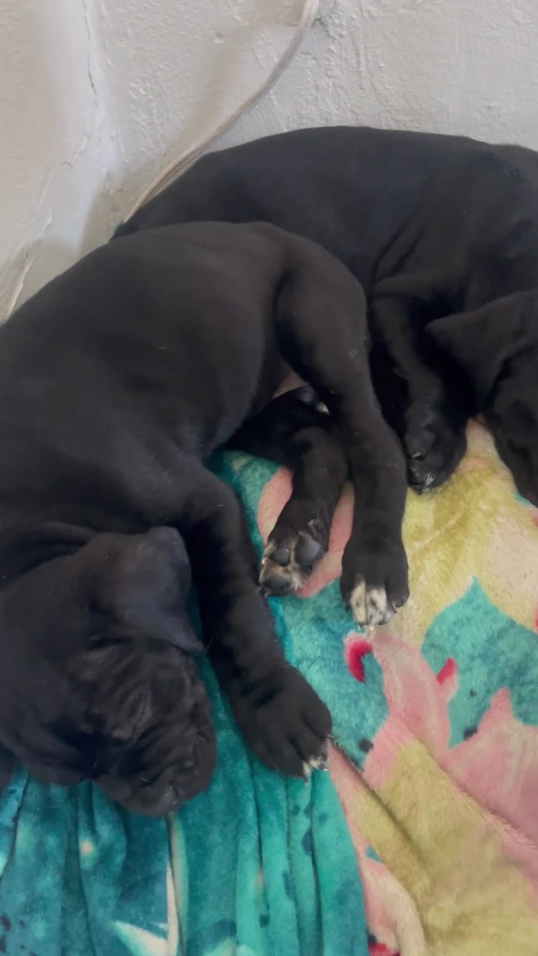 Mixed Breed dogs for sale: Cane Corso x Bullmastiff Puppies 8wks in London - Video 1
