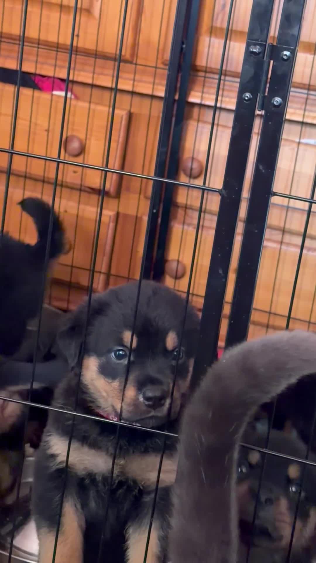 Rottweiler dogs for sale: Beautiful Rottweiler puppies ready in 10 day  - Video 2