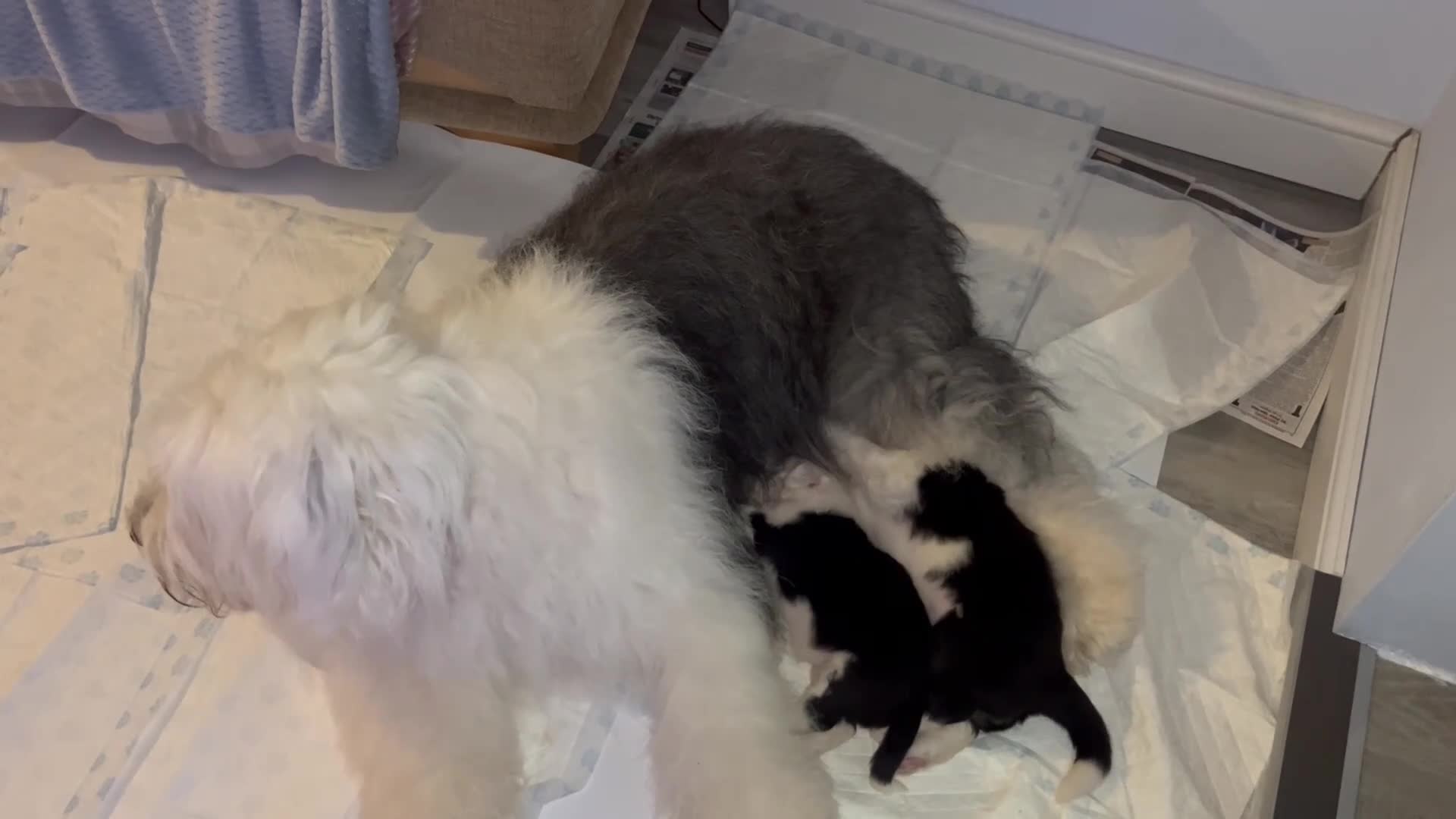 Old English Sheepdog dogs for sale: Old English Sheepdog Puppies - Video 1