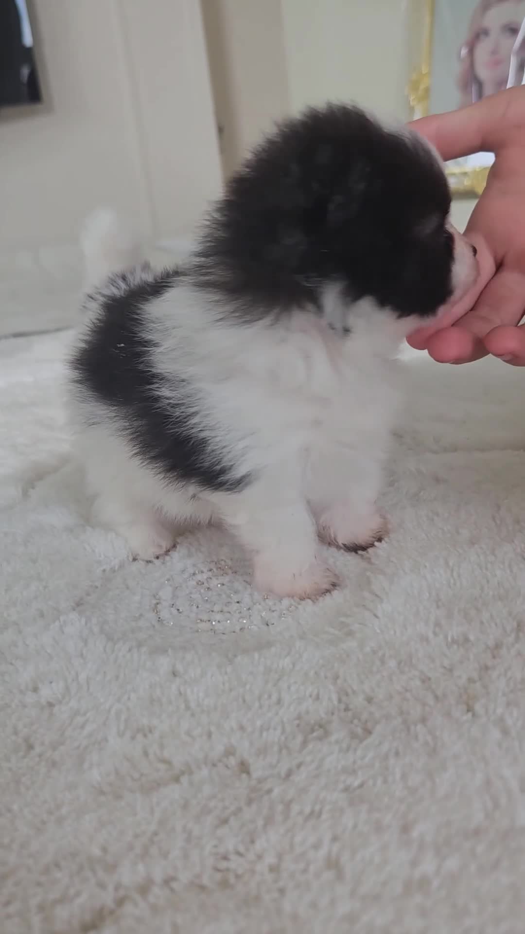 Pomeranian dogs for sale: Russian pomeranian  - Video 2