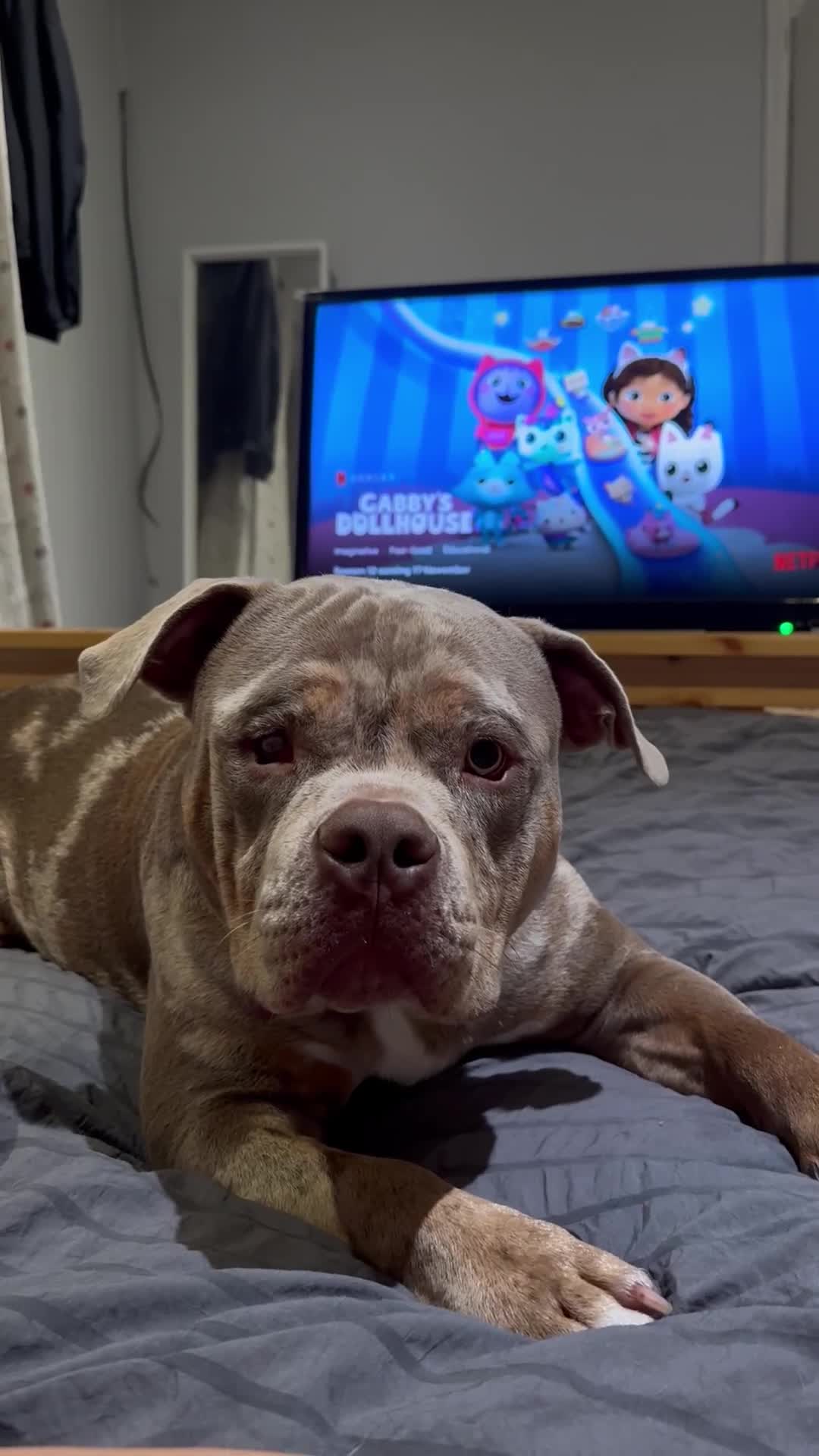 American Bully dogs for sale: Pocket bully🐾 - Video 2