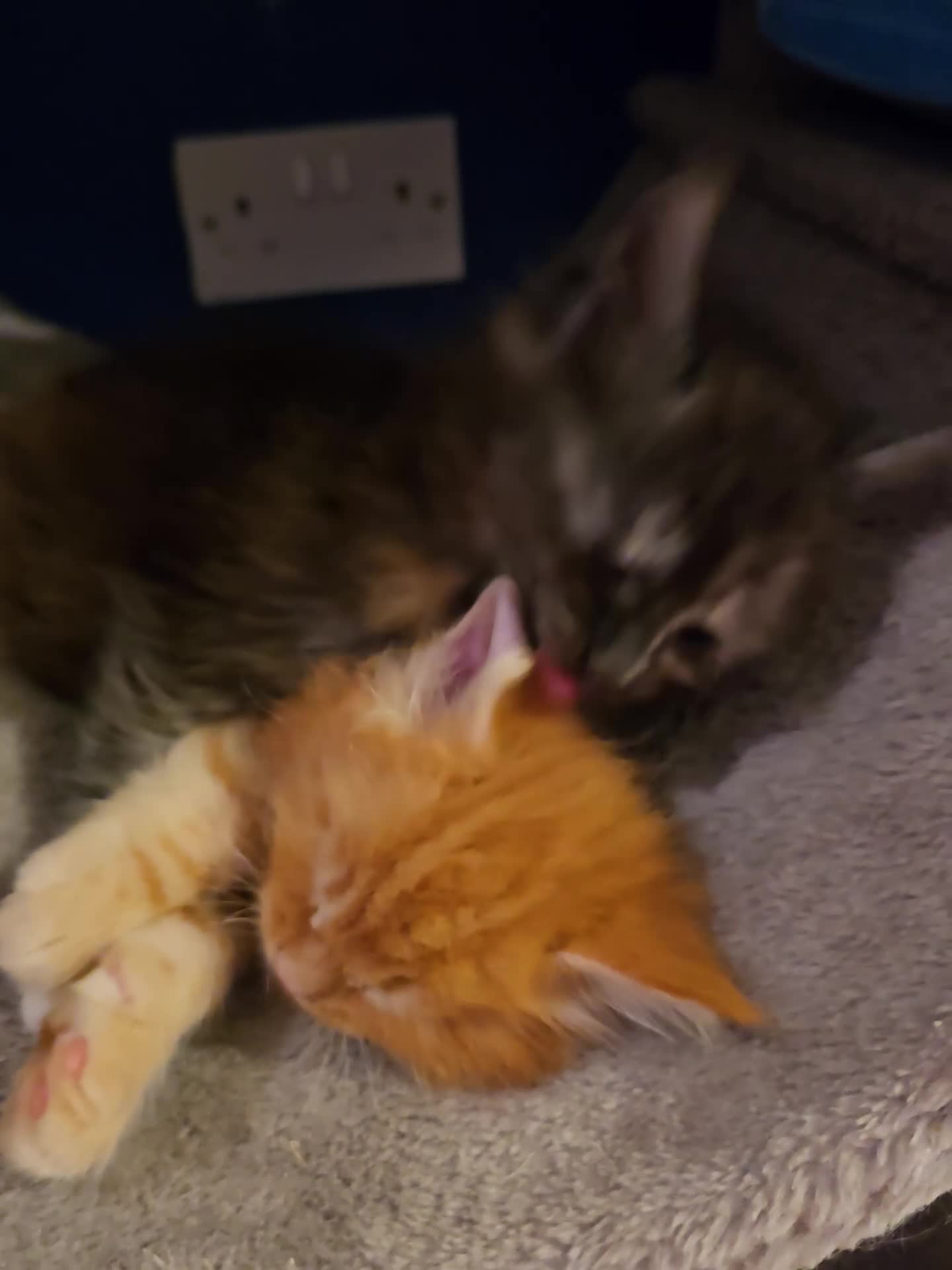 Maine Coon cats for sale: GCCF Main Coon Kittens looking for forever homes - Video 1