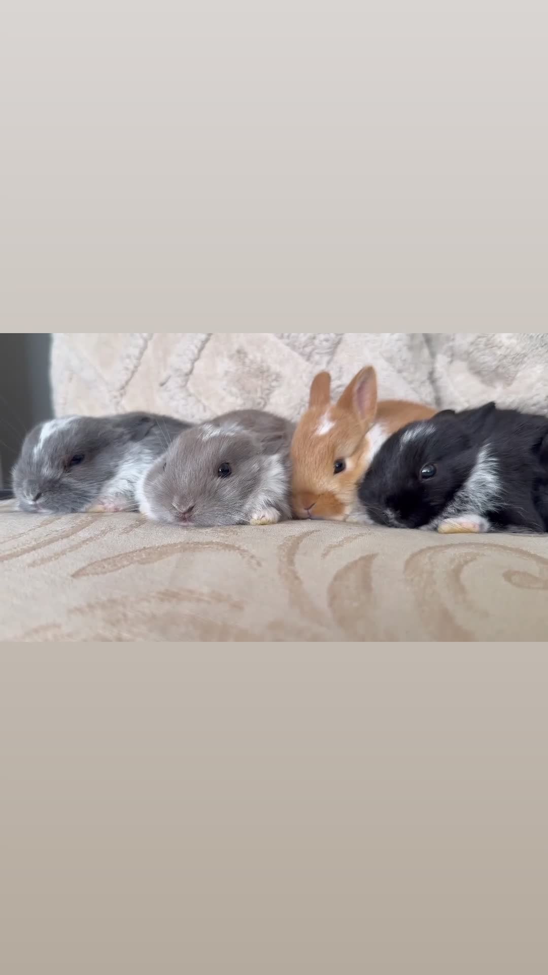 Netherland Dwarf rabbits for sale: 5 Adorable Netherland Dwarf Bunnies  🐰  - Video 1