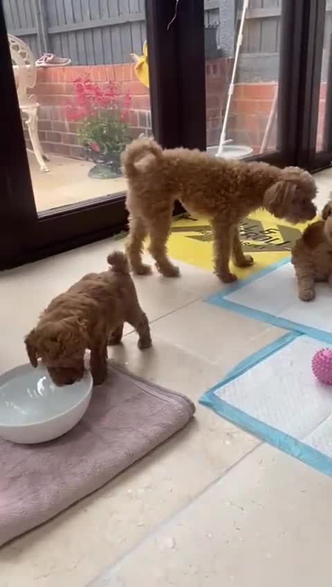 Maltipoo dogs for sale: Toy Maltipoo puppies (all girls) 8 weeks old - Video 1
