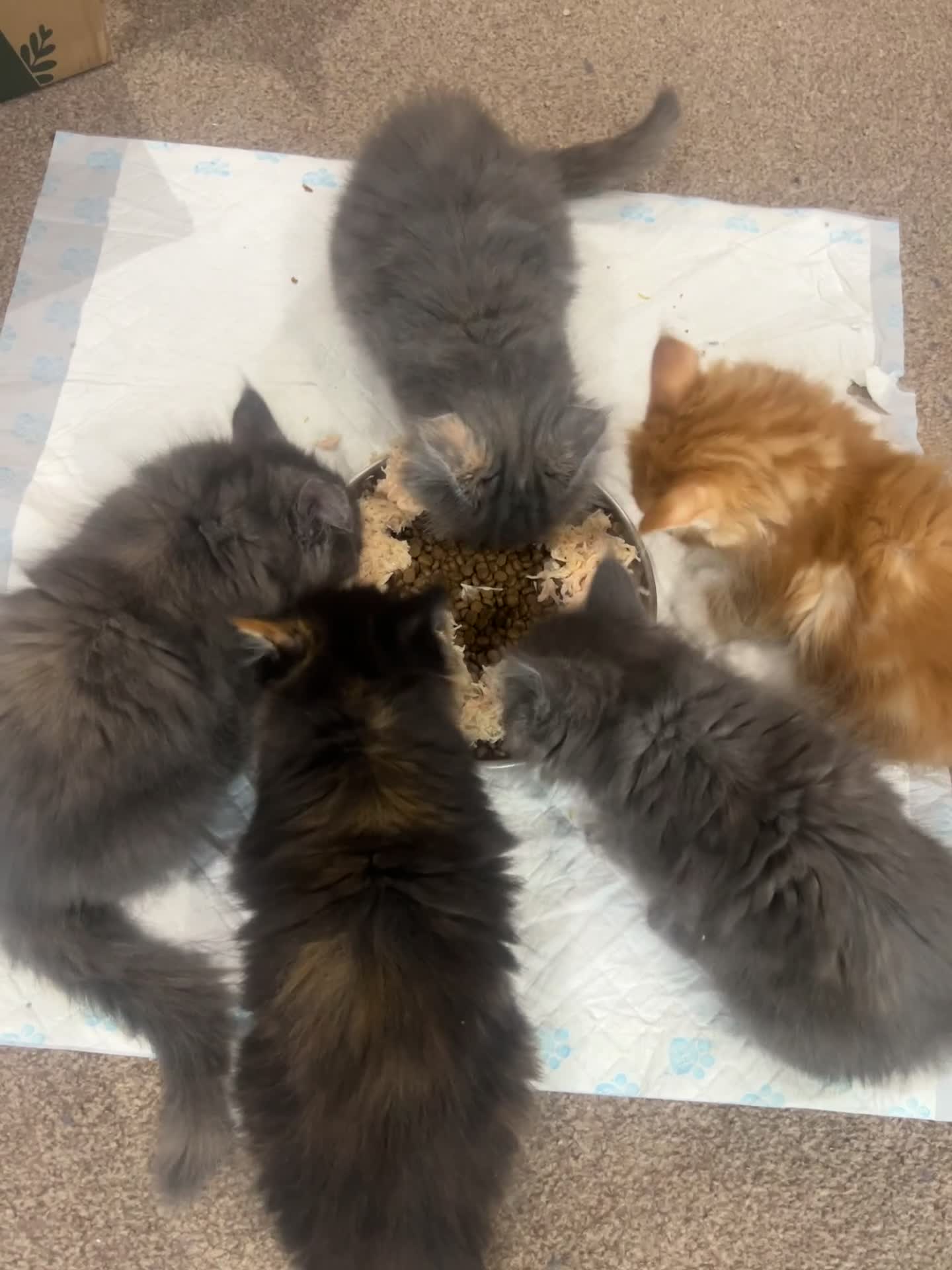 Maine Coon cats for sale: Maine coon kittens - Video 1
