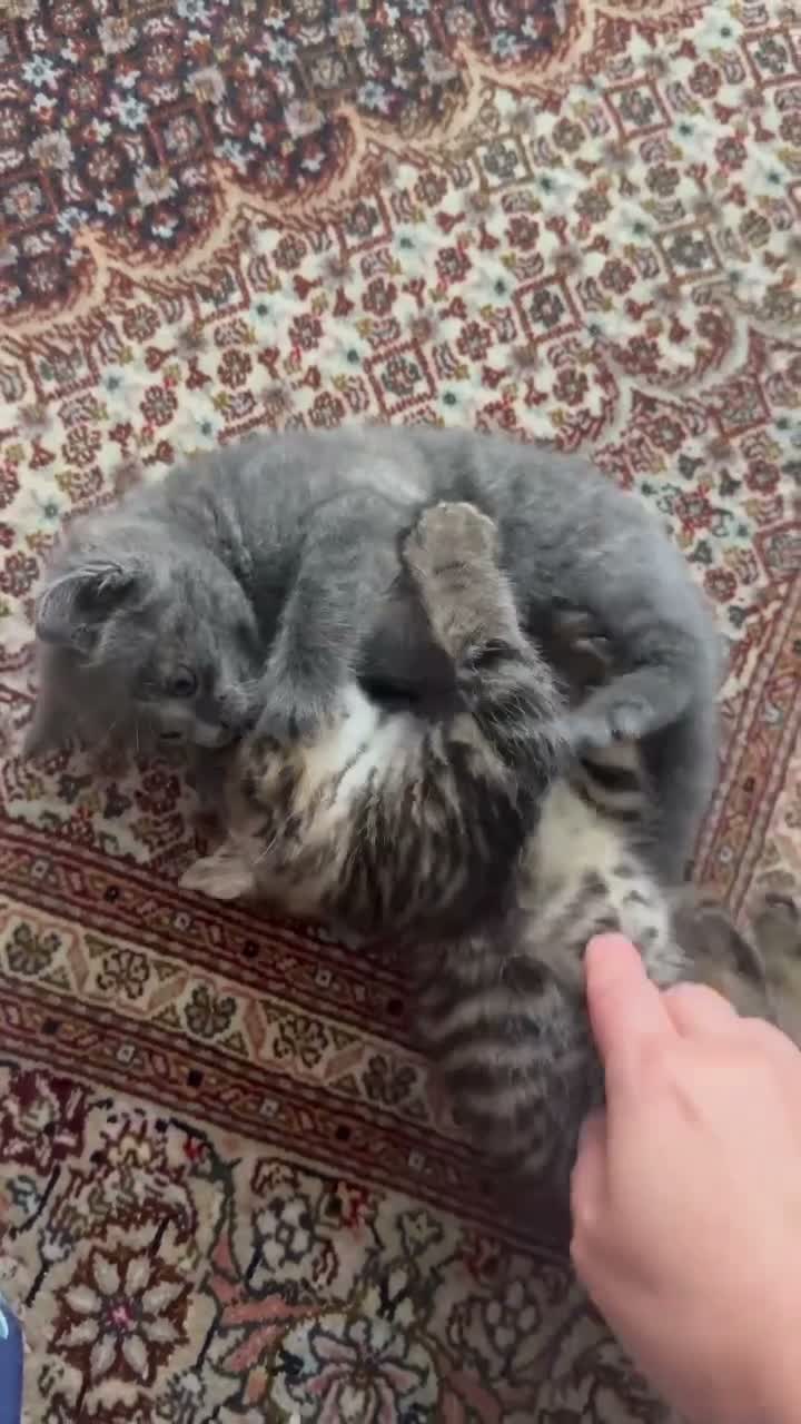British Shorthair cats for sale: Two female and two male kittens  - Video 2