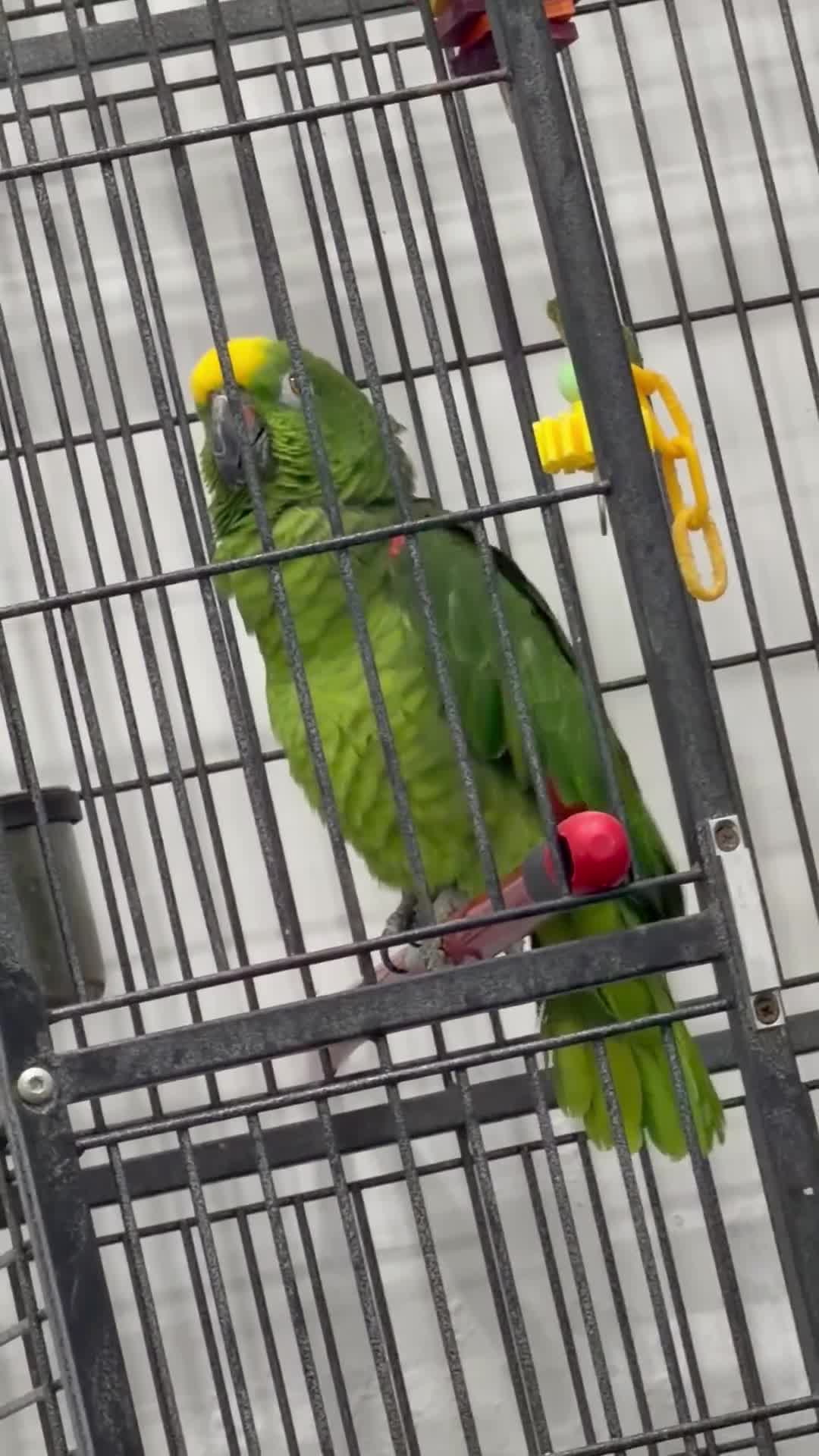 Parrots birds for sale: Panama Amazon - Video 1