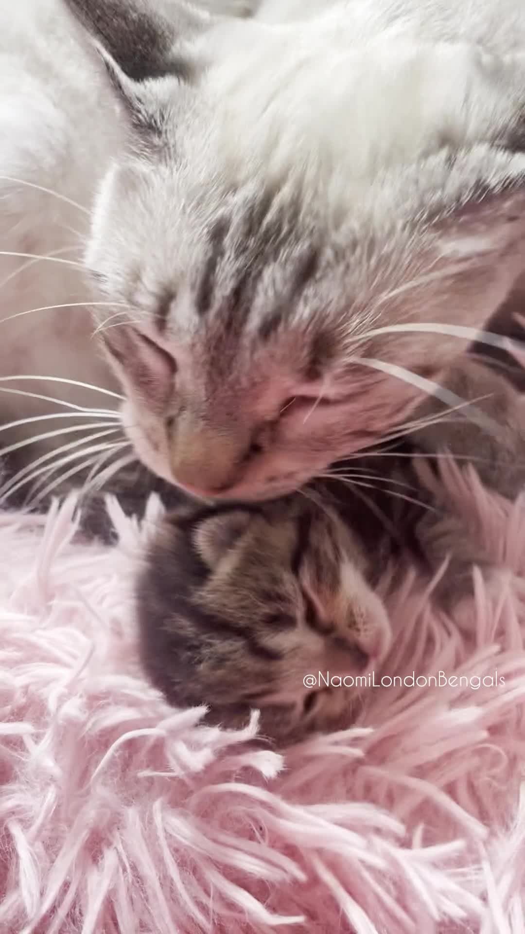 Bengal cats for sale: ⭐️ BENGAL KITTEN FOR SALE! ⭐️ 🩷❤️🧡💛💚🩵💙💜 - Video 3