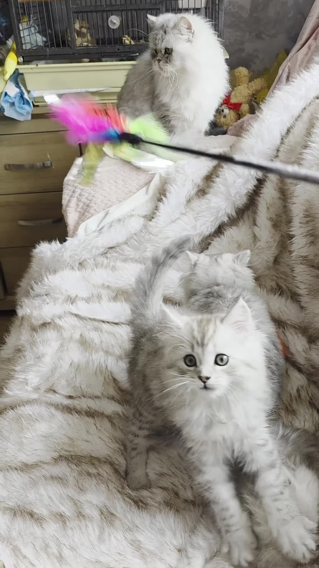 Persian cats for sale: Persian kittens 1 silver girl, and 2 boys left   - Video 2