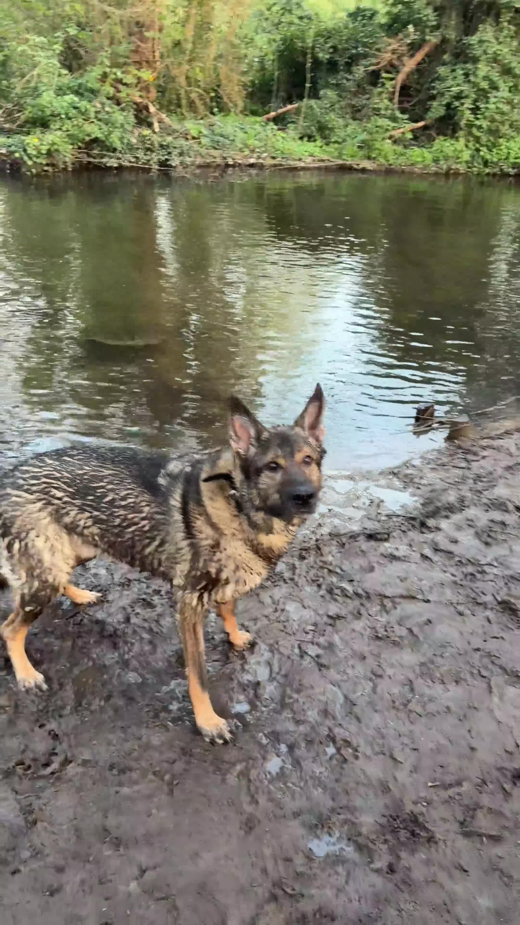 German Shepherd dogs for sale: Male German shepherd  - Video 1