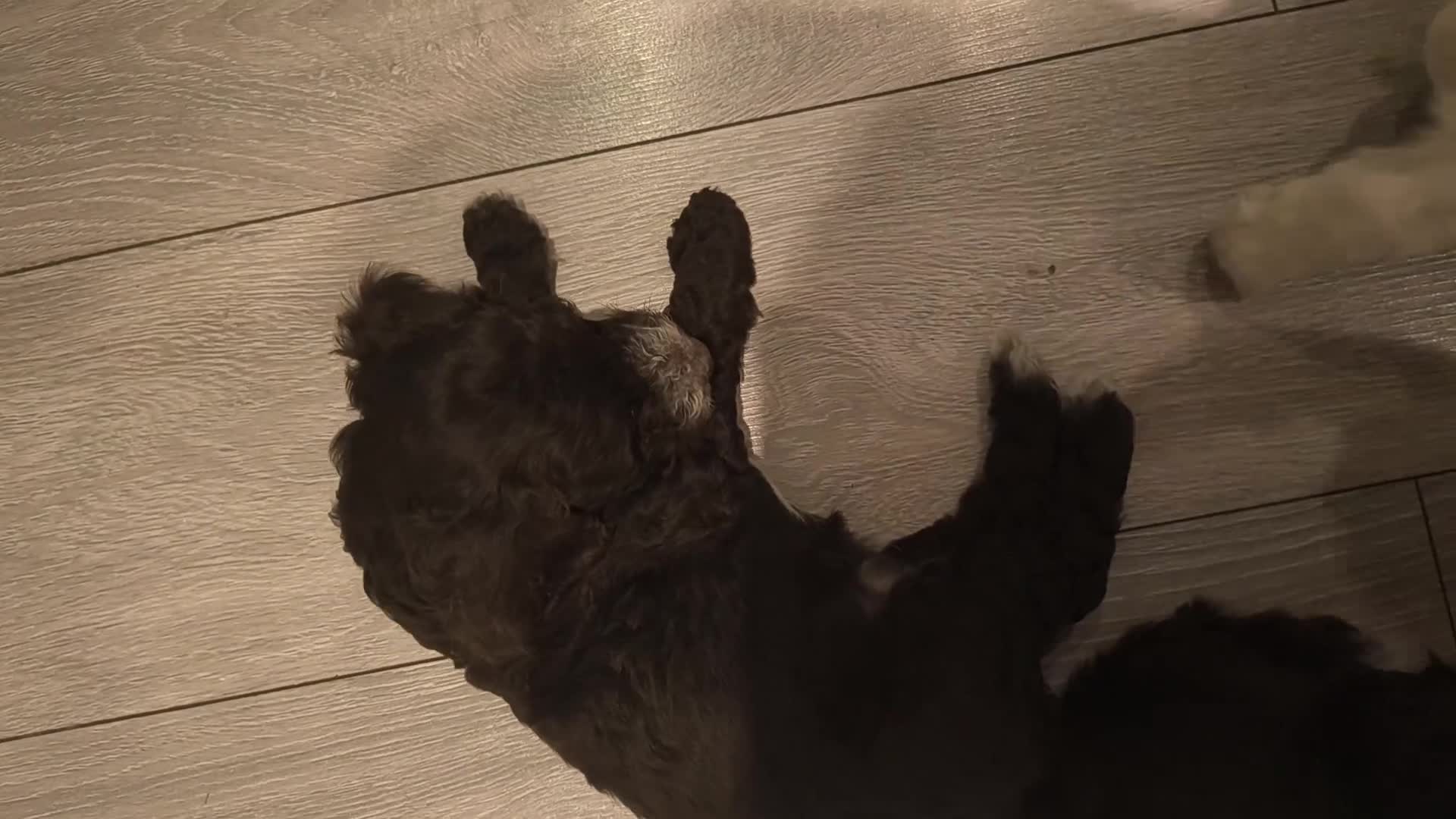 Cockapoo dogs for sale: Stunning F2b cockapoo puppies 8 weeks old - Video 1