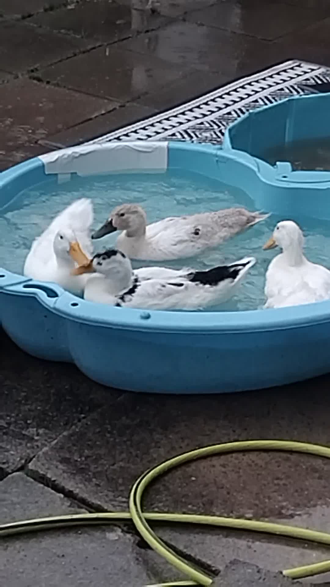 Ducks poultry for sale: 4x ducks - Video 1