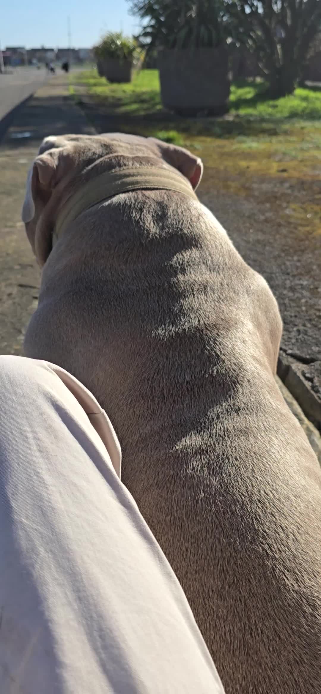 American Bully dogs for stud: ABKC Pocket Bully - Platnium/Silver - Champion 🩸 - Video 2