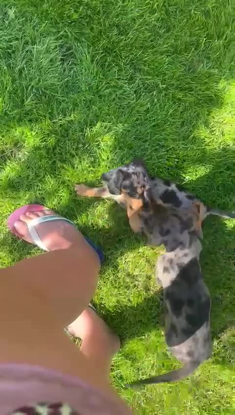 Miniature Dachshund dogs for sale: ADORABLE MINIATURE DACHSHUND PUPPIES - Video 1
