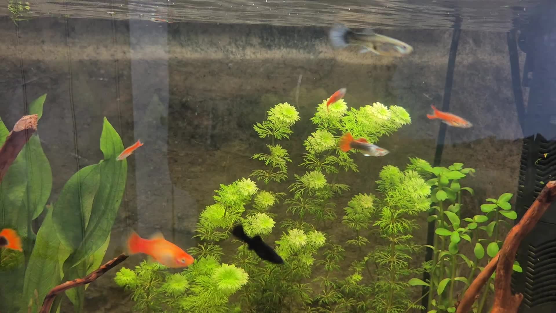Live Bearers fish for sale: The whole set up £100 - Video 1