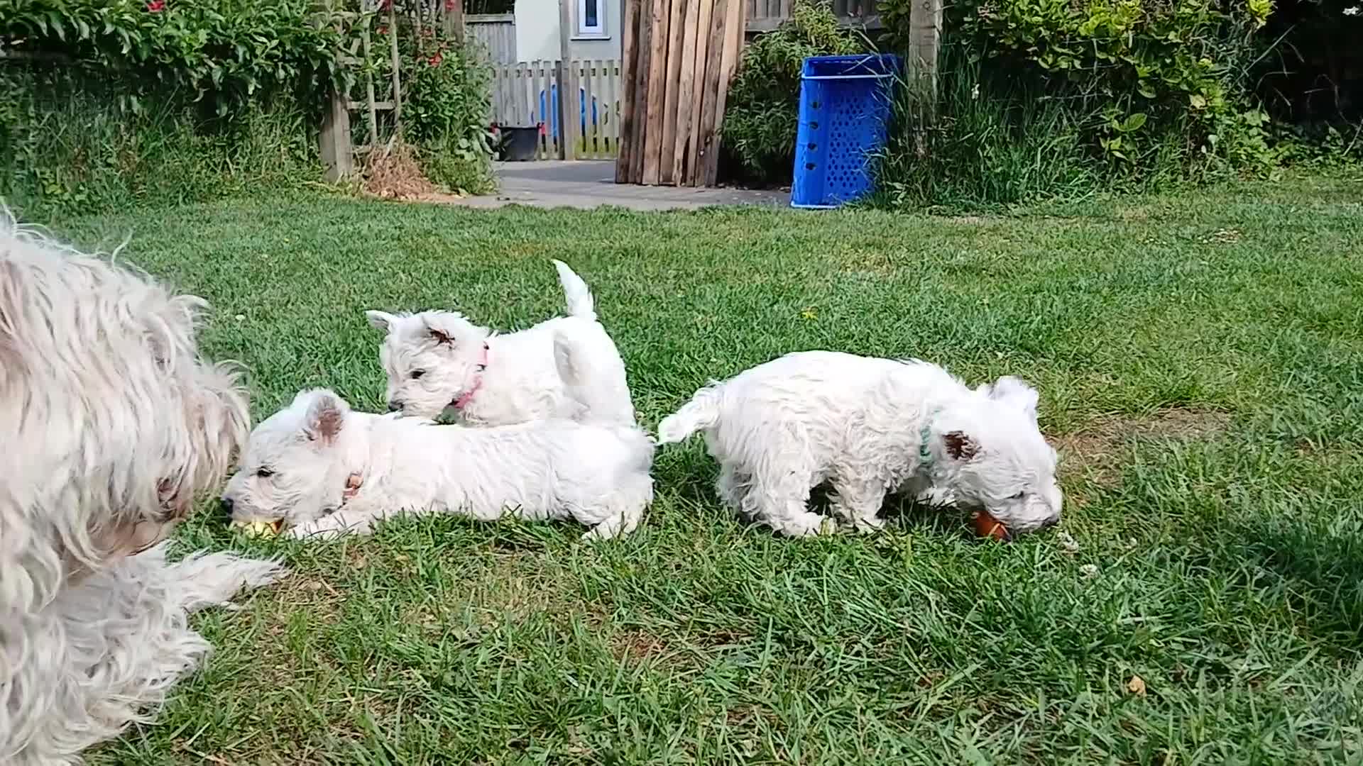 West Highland Terrier dogs for sale: KC Registered Westie Puppies - Video 2