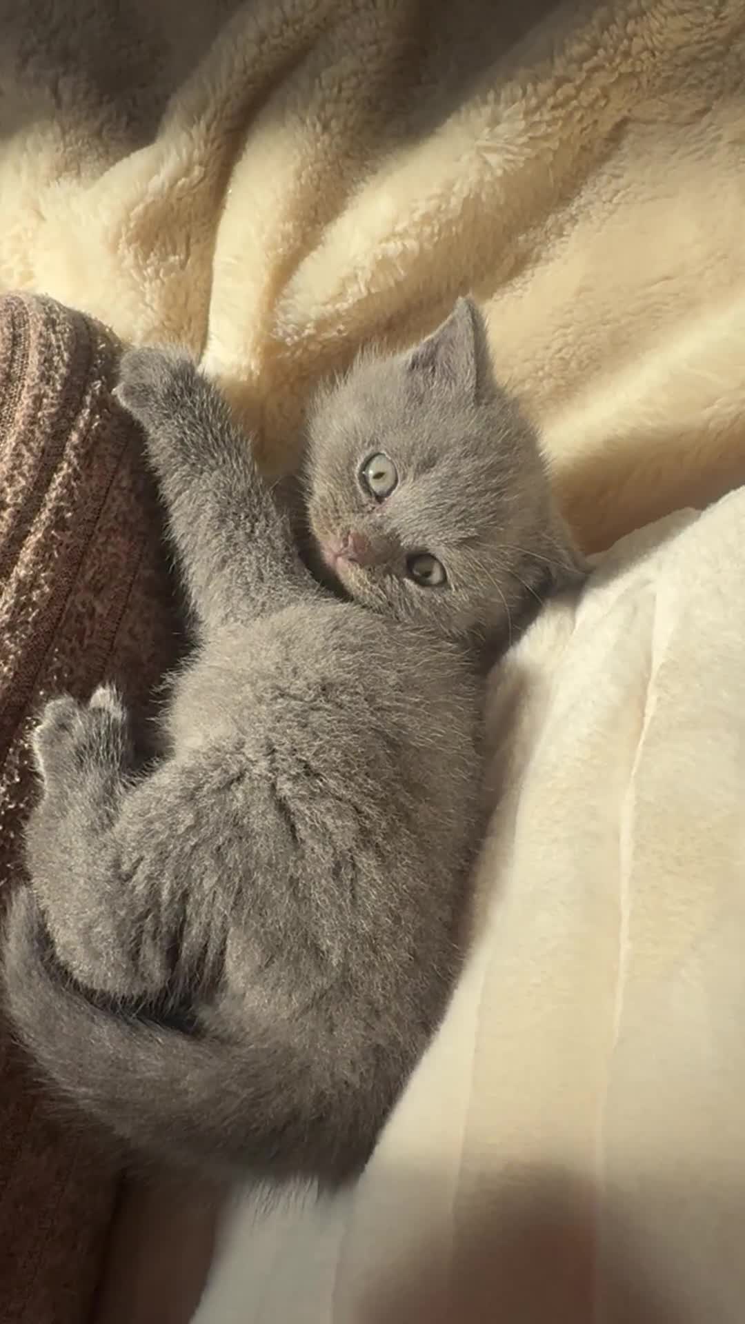 British Shorthair cats for sale: GCCF chunky blue British shorthair kittens😻🐾 - Video 1