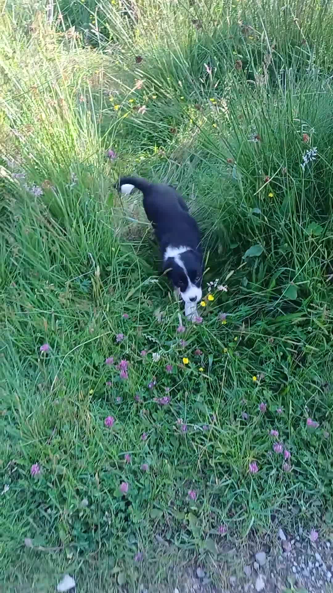 Border Collie dogs for sale: Working collie pups  in Lairg - Video 1