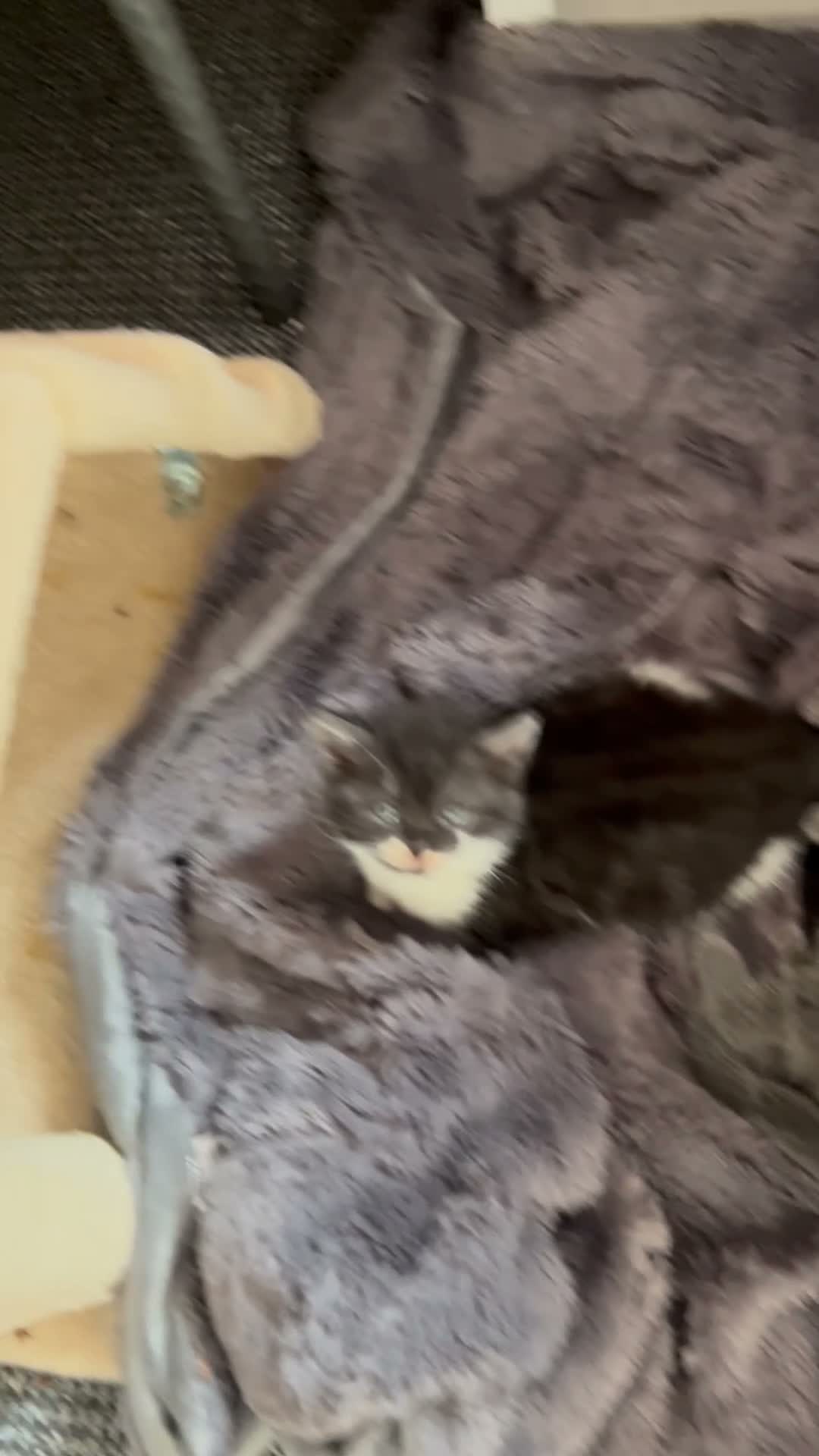 British Shorthair cats for sale: 4 amazing ladies  in Bolton - Video 2
