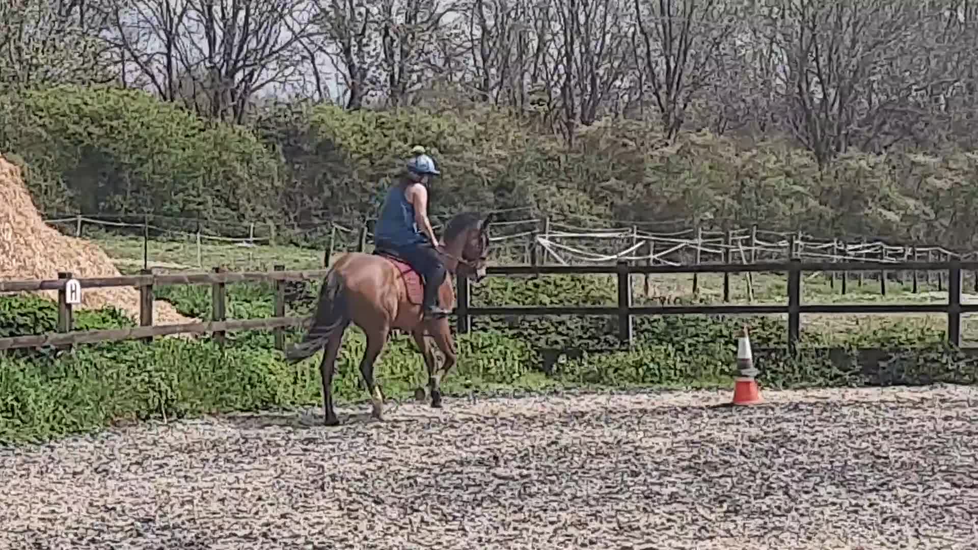 English Thoroughbred horses for sale: 9 year old TB Gelding Bay - Video 4