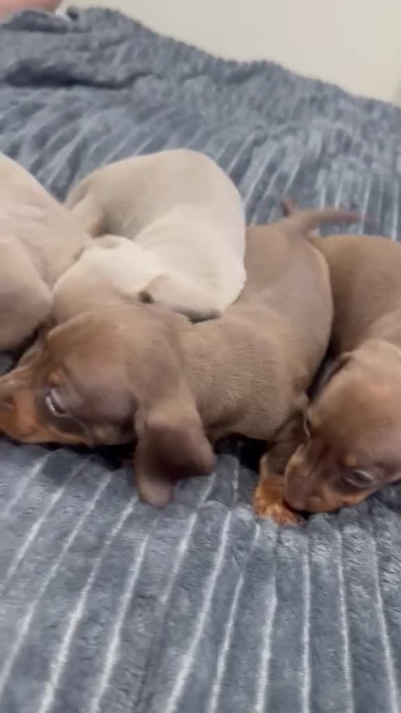 Miniature Dachshund dogs for sale: KC pure Miniature Dachshunds   - Video 3