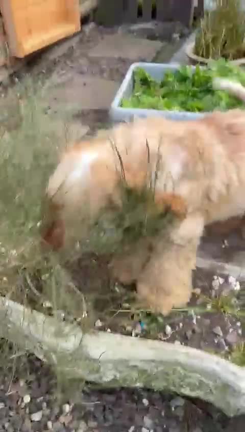 Cocker Spaniel dogs for sale: Outstanding show cocker pups - Video 1