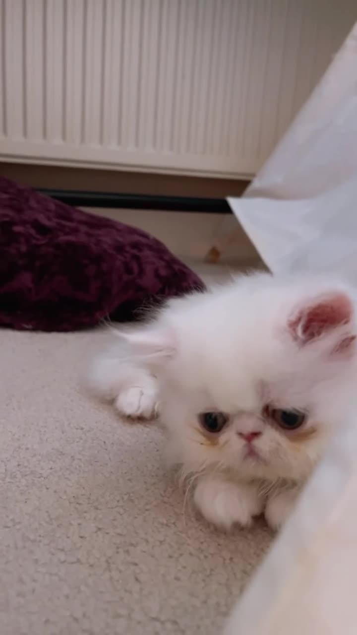 Persian cats for sale: ☆🕯️🏮 🍃Persian doll face kitten - ready now  - Video 1