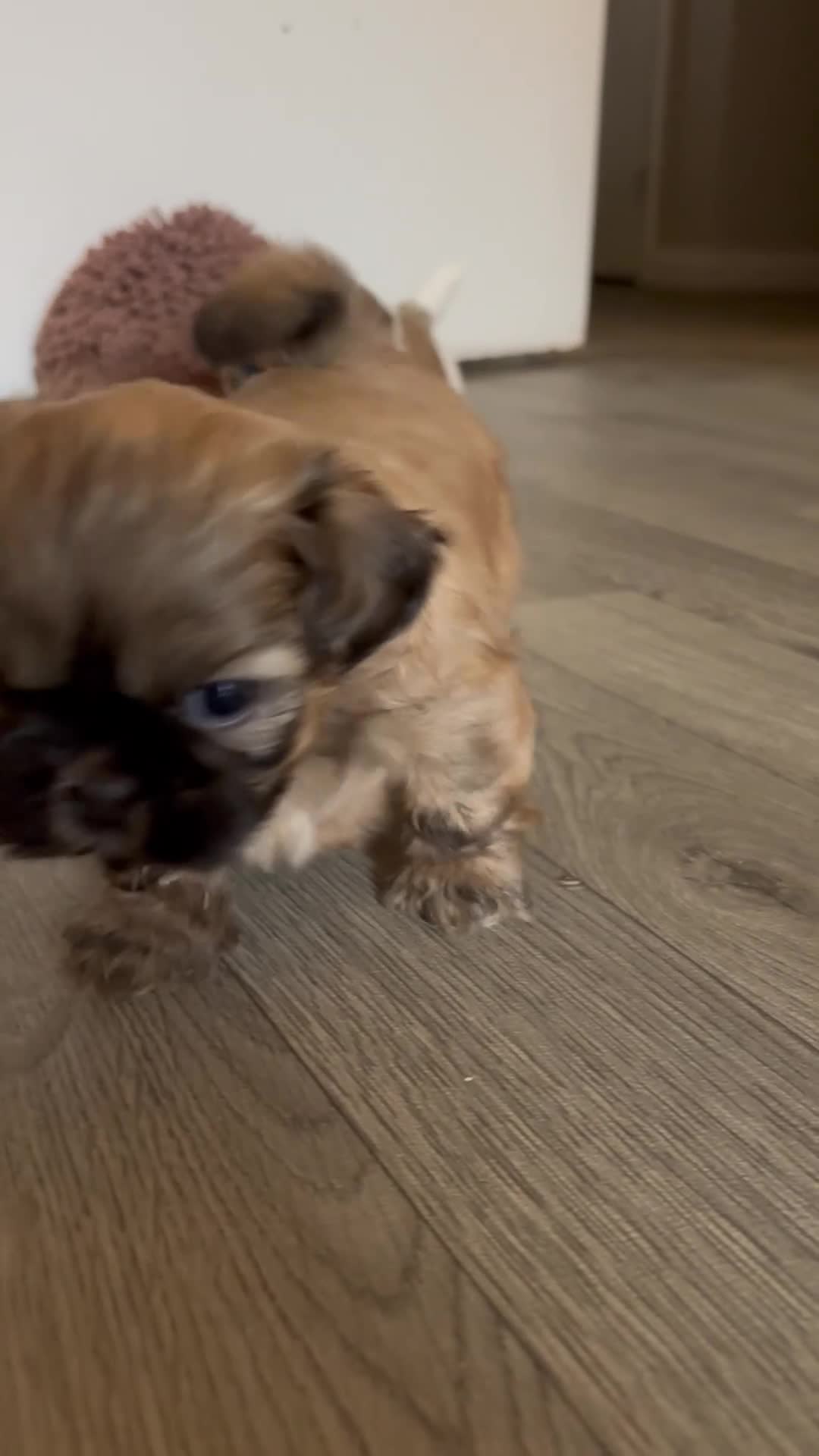 Shih Tzu dogs for sale: *Stunning litter of shihtzus* in Leighton Buzzard - Video 3