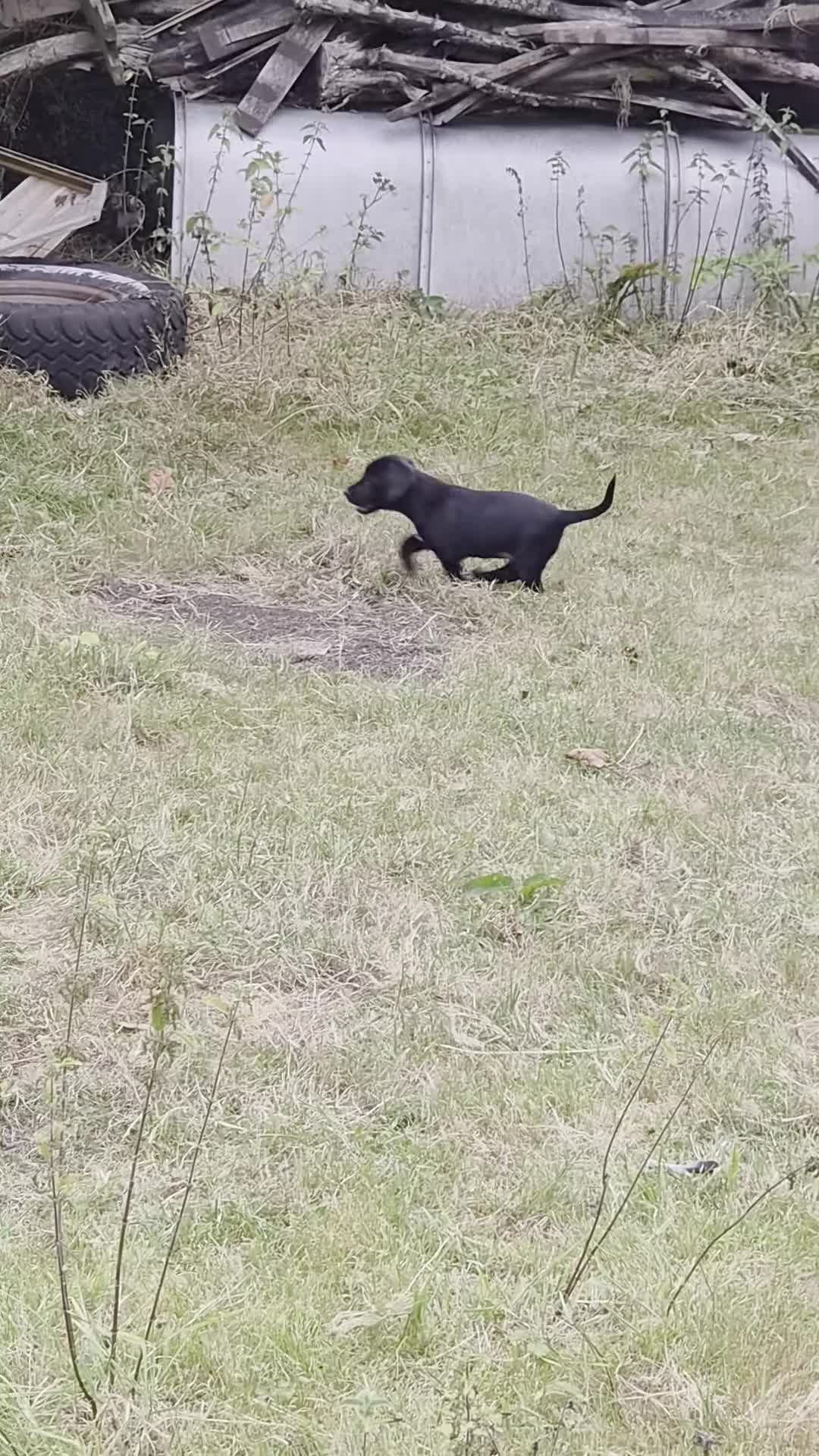 Mixed Breed dogs for sale: Sprollies - Cocker x Collie Puppies - Video 3