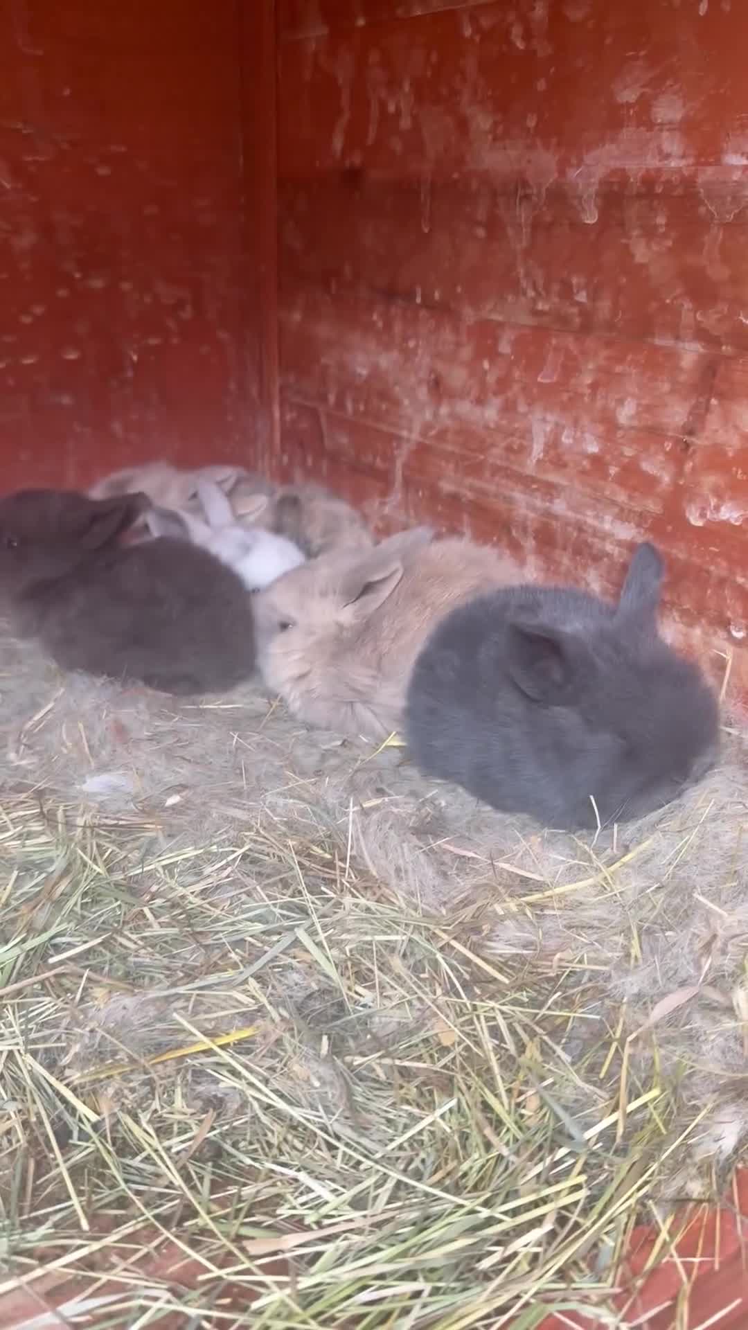 Dwarf Lop rabbits for sale: Dwalf lop babies for sale  - Video 3