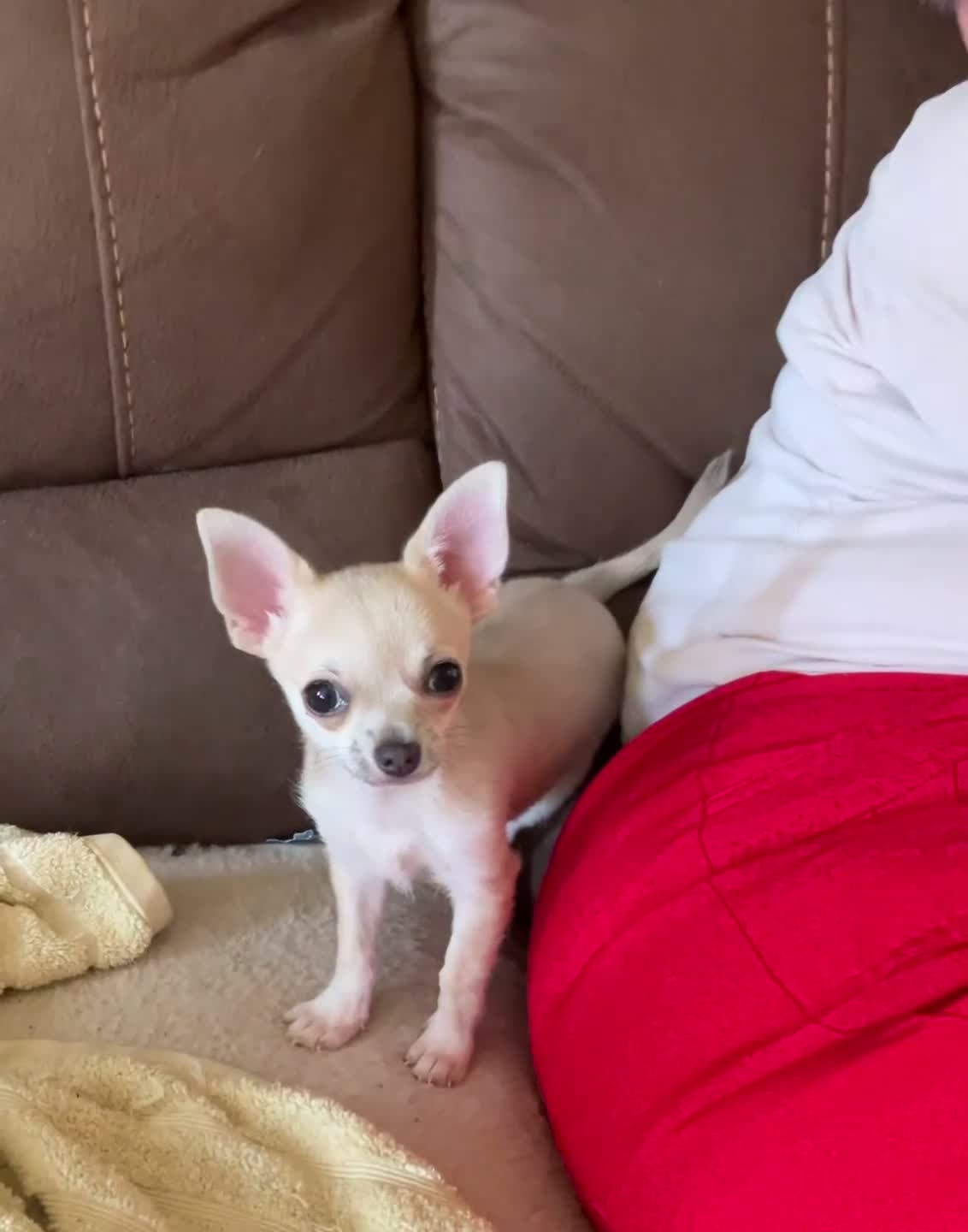 Chihuahua dogs for sale: Chihuahua for sale - Video 2