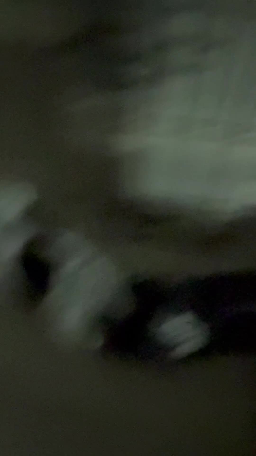 Mixed Breed dogs for sale: Doxipoo - Video 2