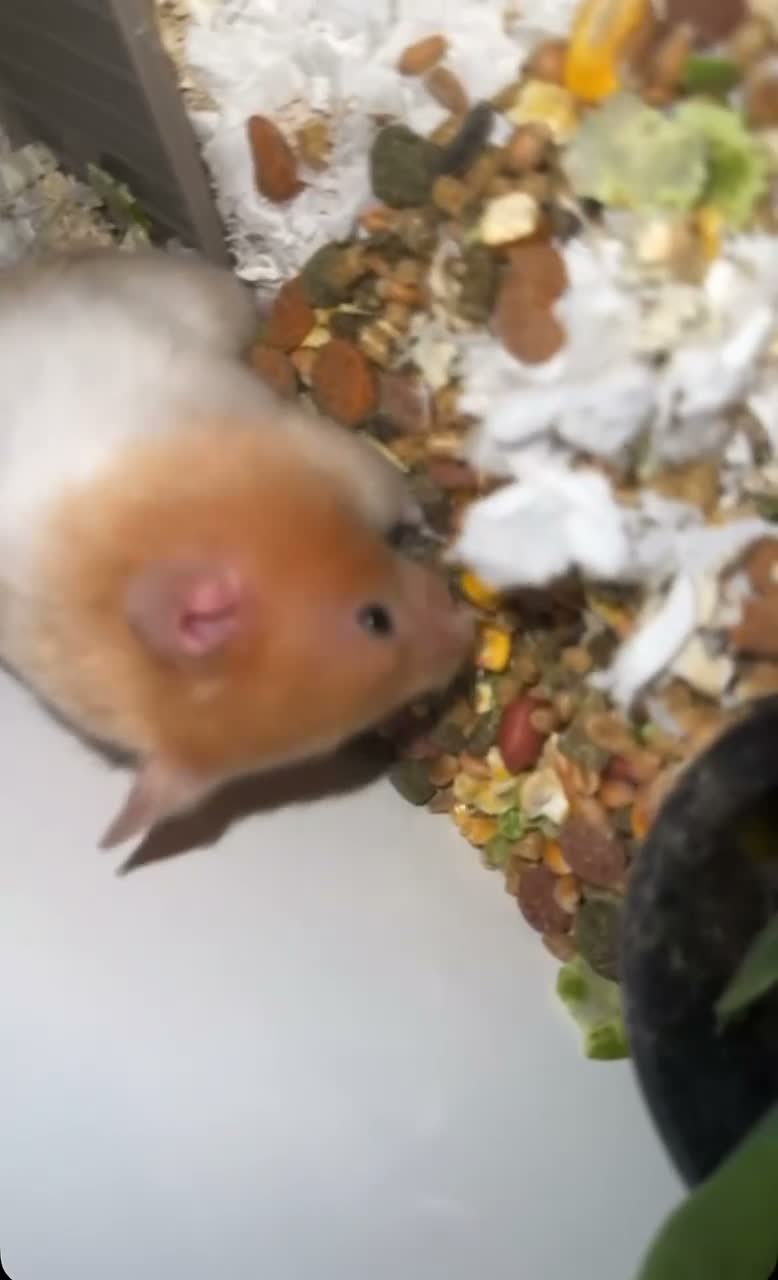 Hamster rodents for sale: Syrian hamster  in Leeds - Video 1