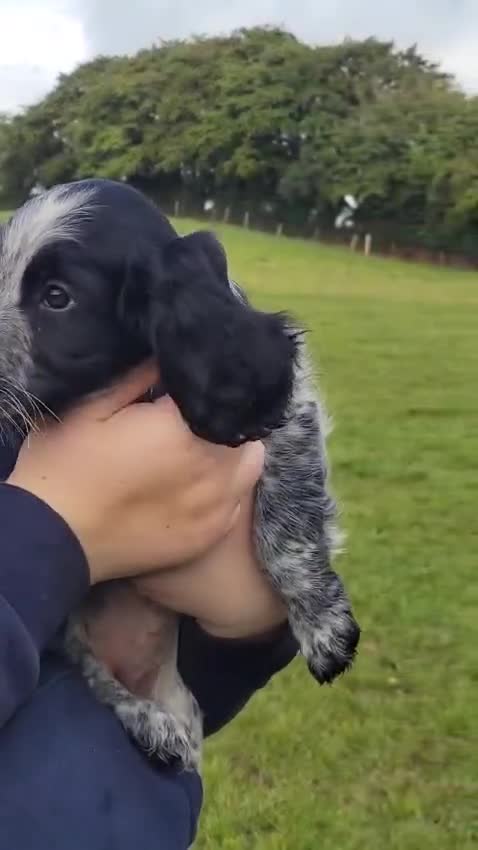 Sprocker dogs for sale: Sprocker puppies for sale   - Video 1