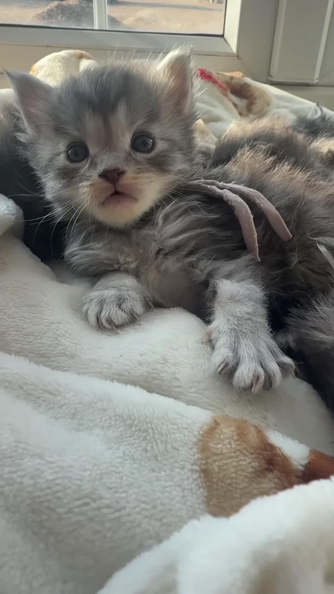 Maine Coon cats for sale: Pedigree Maine coon kittens - Video 2